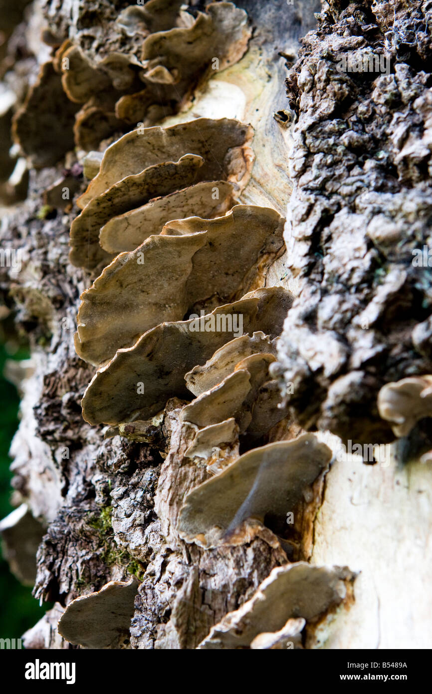 Bracket fungus on a dead tree trunk Stock Photo
