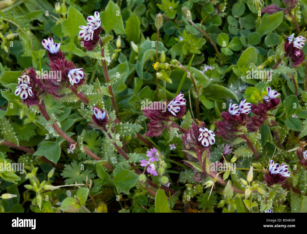 An endemic greek bugloss Anchusella variegata Peloponnese Greece Stock Photo