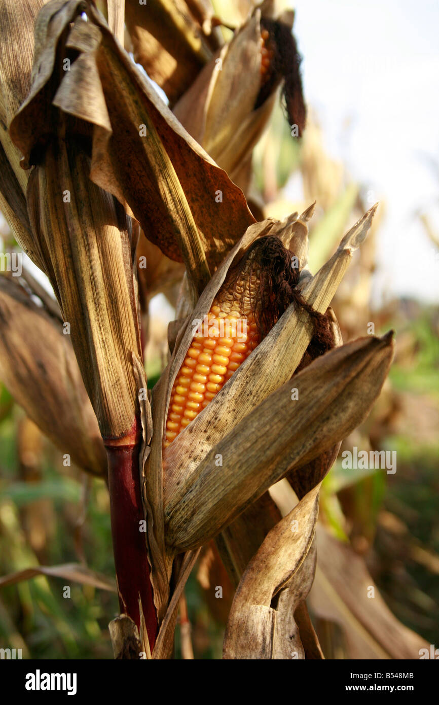 ripe maize Stock Photo