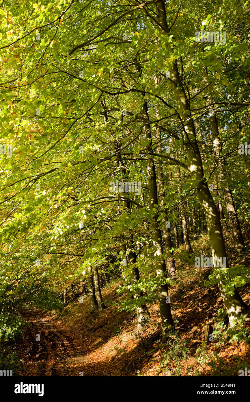 Woodland in early autumn Stock Photo