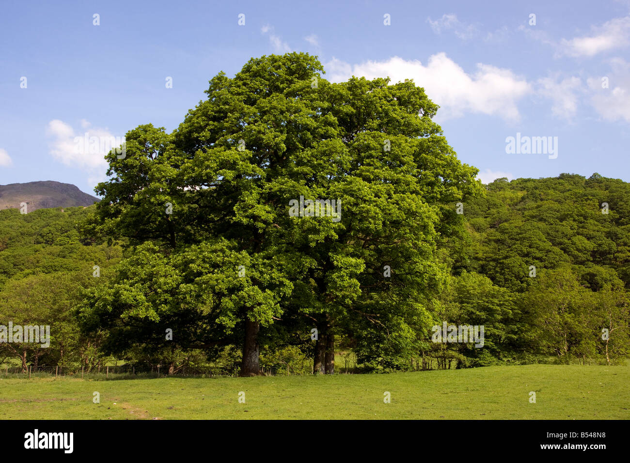 summer trees and landscape in the borrowdale valley near seatoller in the english lake district Stock Photo