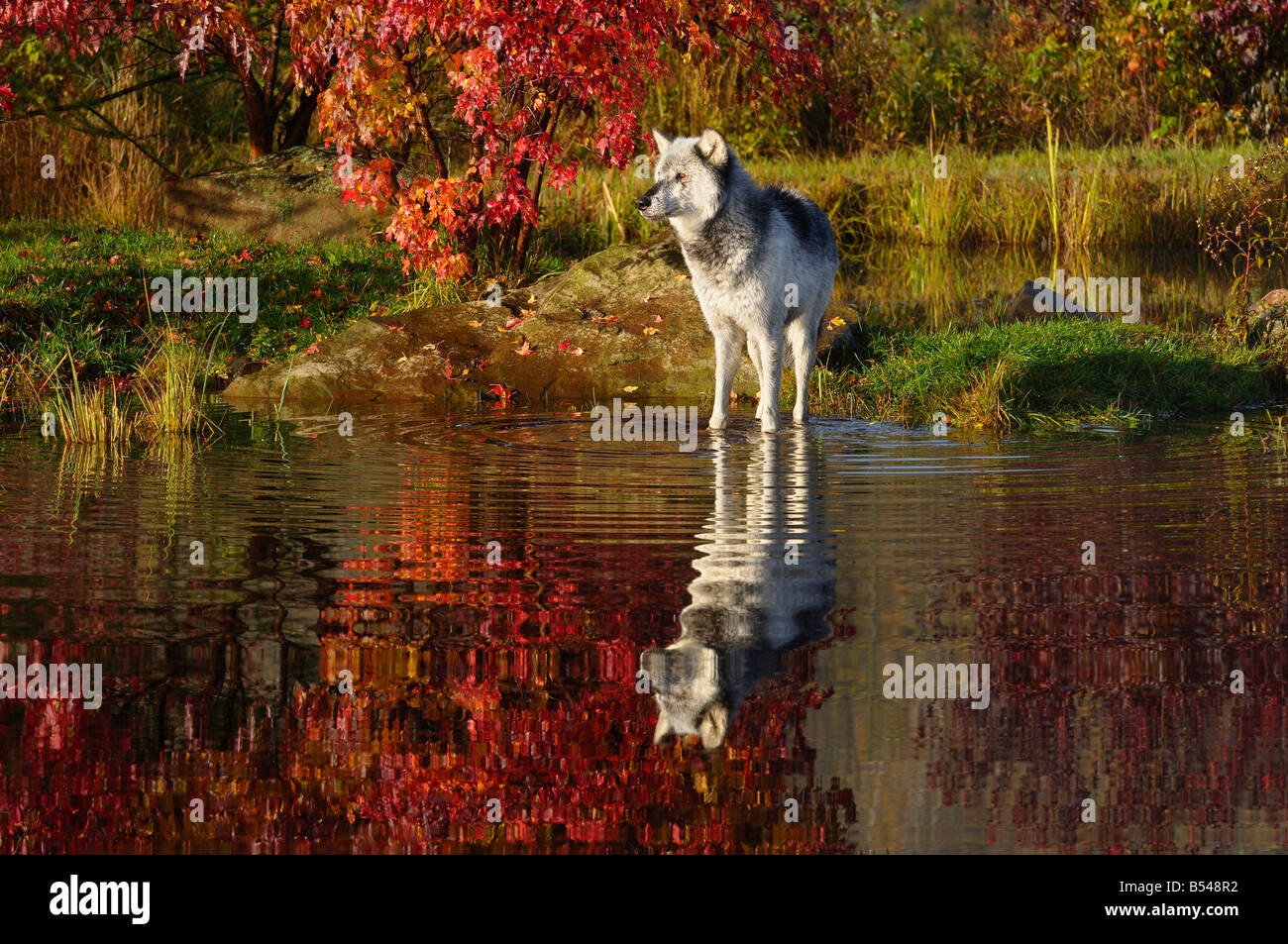 Gray Timber Wolf standing in water at river edge surrounded by Fall colors Canis Lupus Minnesota USA Stock Photo