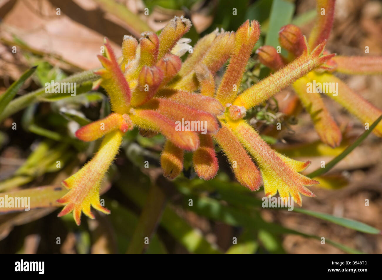 West Australian wildflower Catspaw Anigozanthos humilis Stock Photo