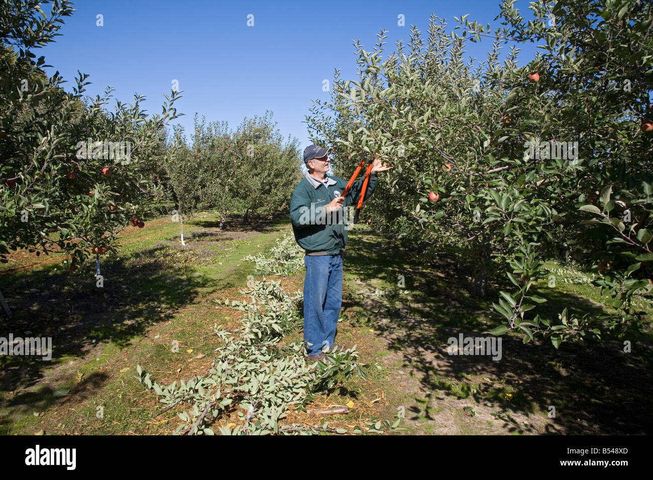 Worker Prunes Trees in Apple Orchard Stock Photo