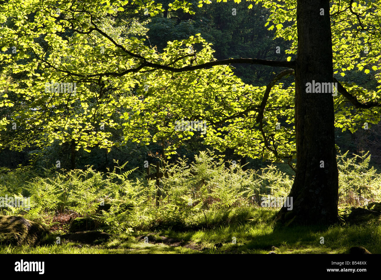 derbyshire woodland with backlit tree Stock Photo Alamy