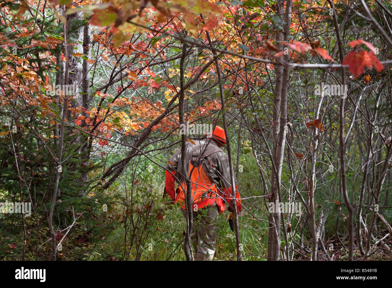 Grouse hunting in new brunswick hires stock photography and images Alamy
