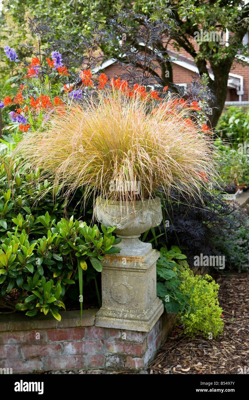 Pheasant grass in a planter Stock Photo
