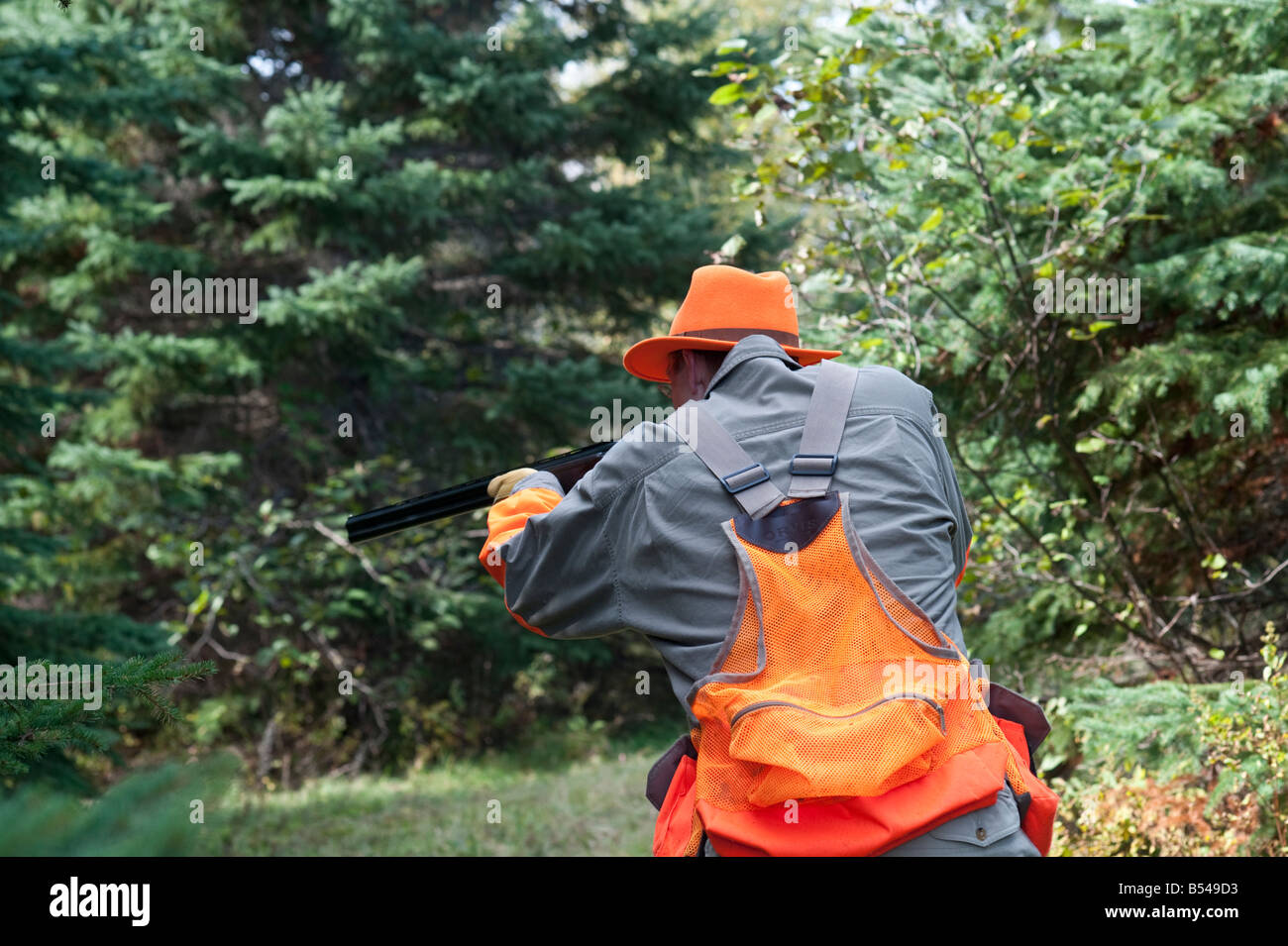 Woodcock and grouse or partridge hunting in New Brunswick Canada Stock