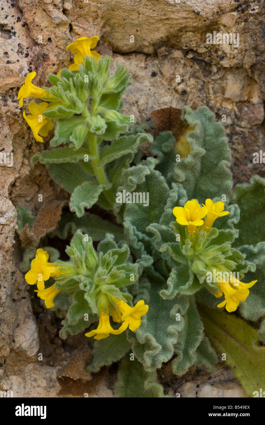 Oriental Alkanet Alkanna orientalis in flower on limestone cliff south Greece Stock Photo