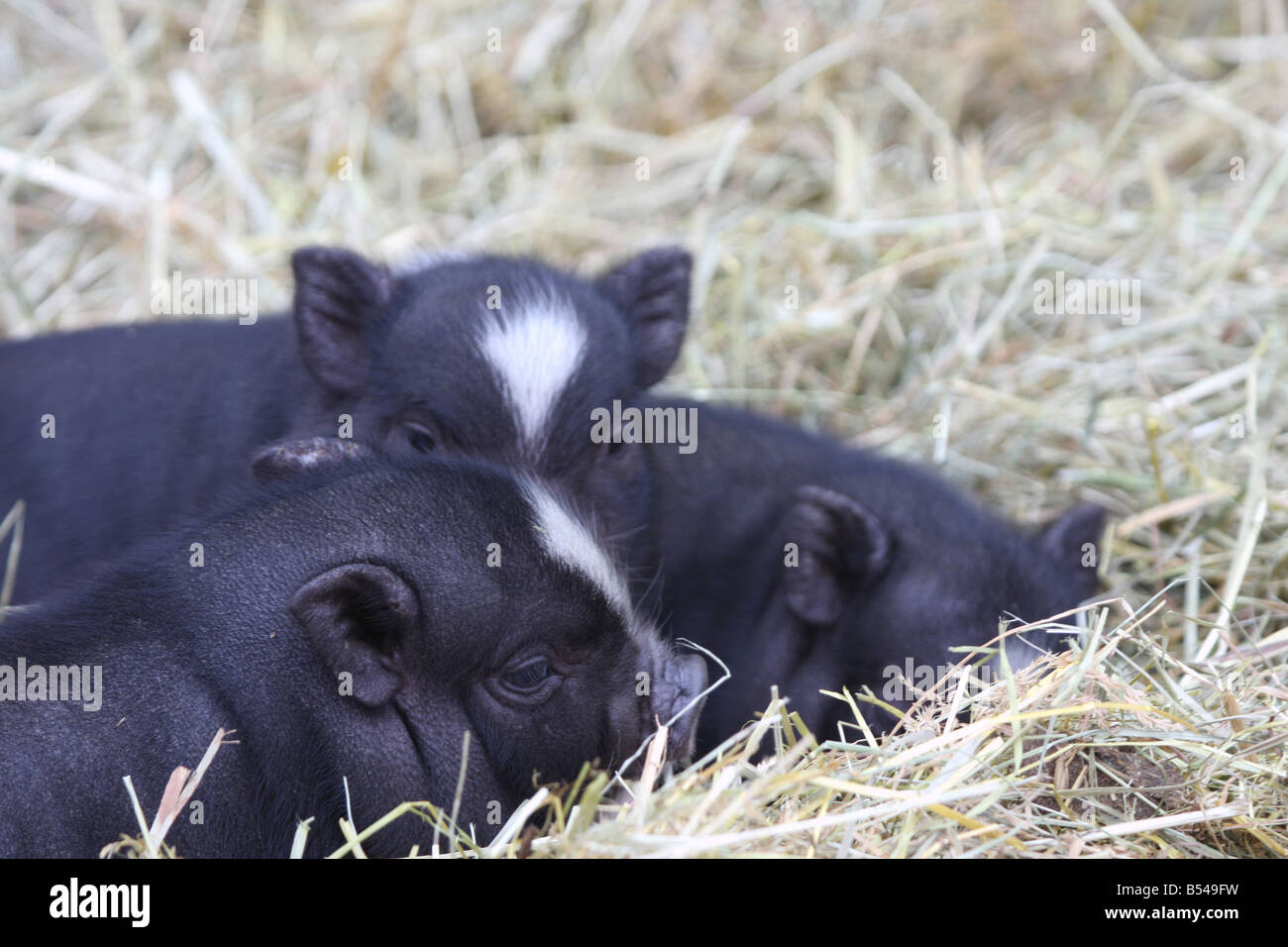 Three baby potbelly pigs sleeping in the hay at the DeYoung Family