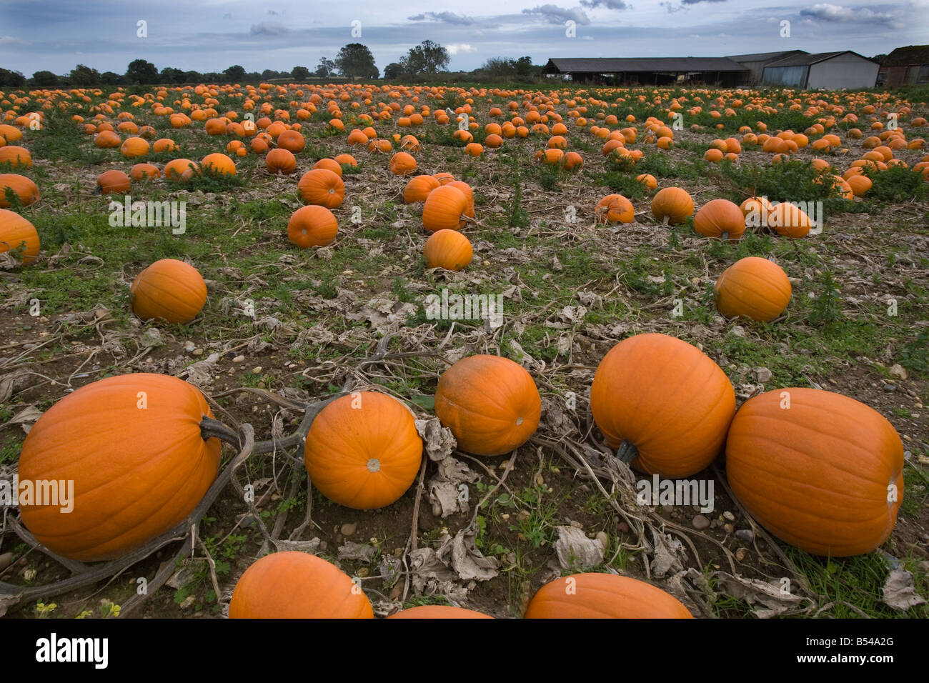 Pumpkins ready for Harvest Norfolk October Stock Photo