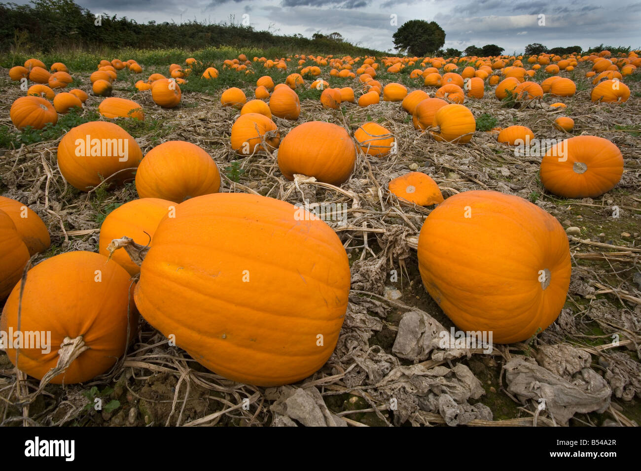 Pumpkins ready for Harvest Norfolk October Stock Photo