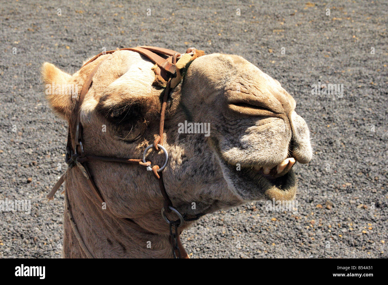 Camel portrait in Timanfaya, Lanzarote. Stock Photo