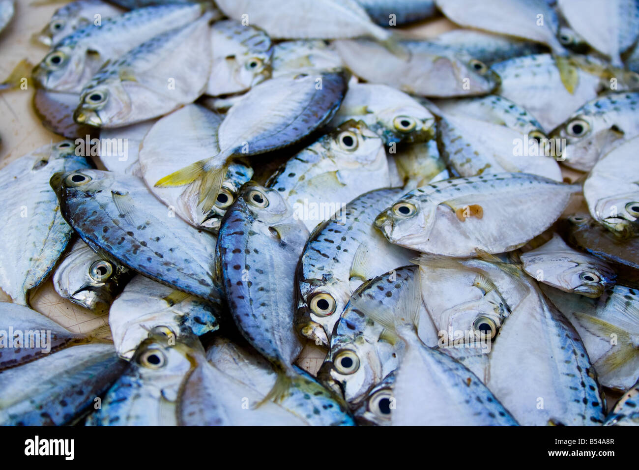 Catch of small fish hi-res stock photography and images - Alamy