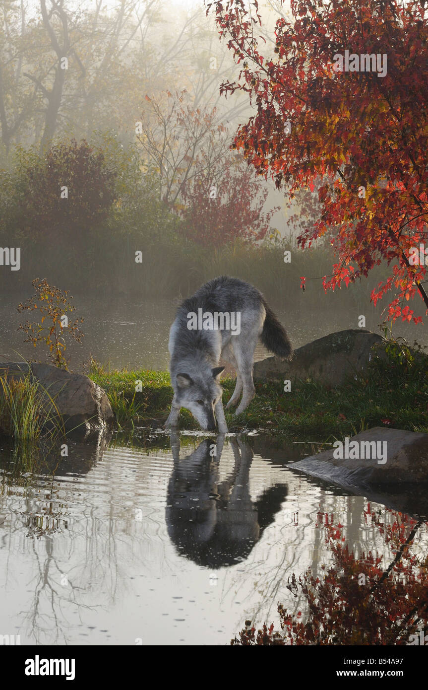 Gray Wolf drinking water at a river surrounded by Fall colors at dawn Stock Photo