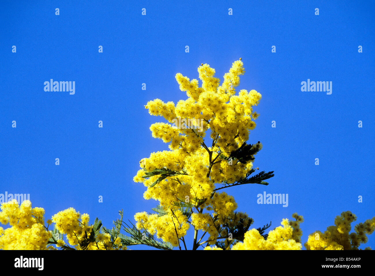 Mimosa yellow mediterranean winter flower Stock Photo Alamy
