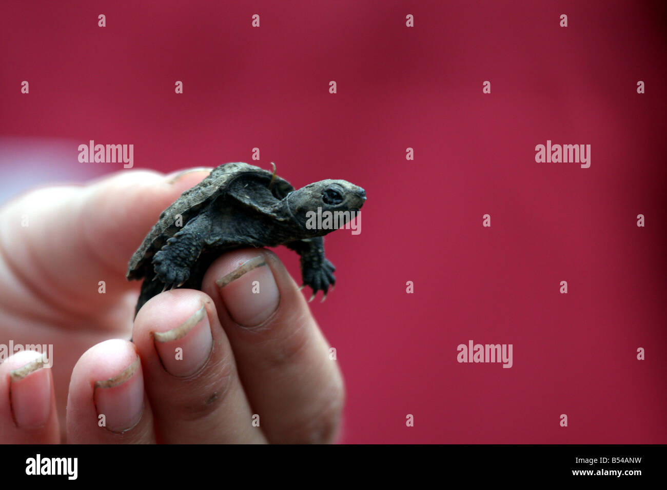 A little baby snapping turtle being held at the DeYoung Family Zoo Michigan Stock Photo
