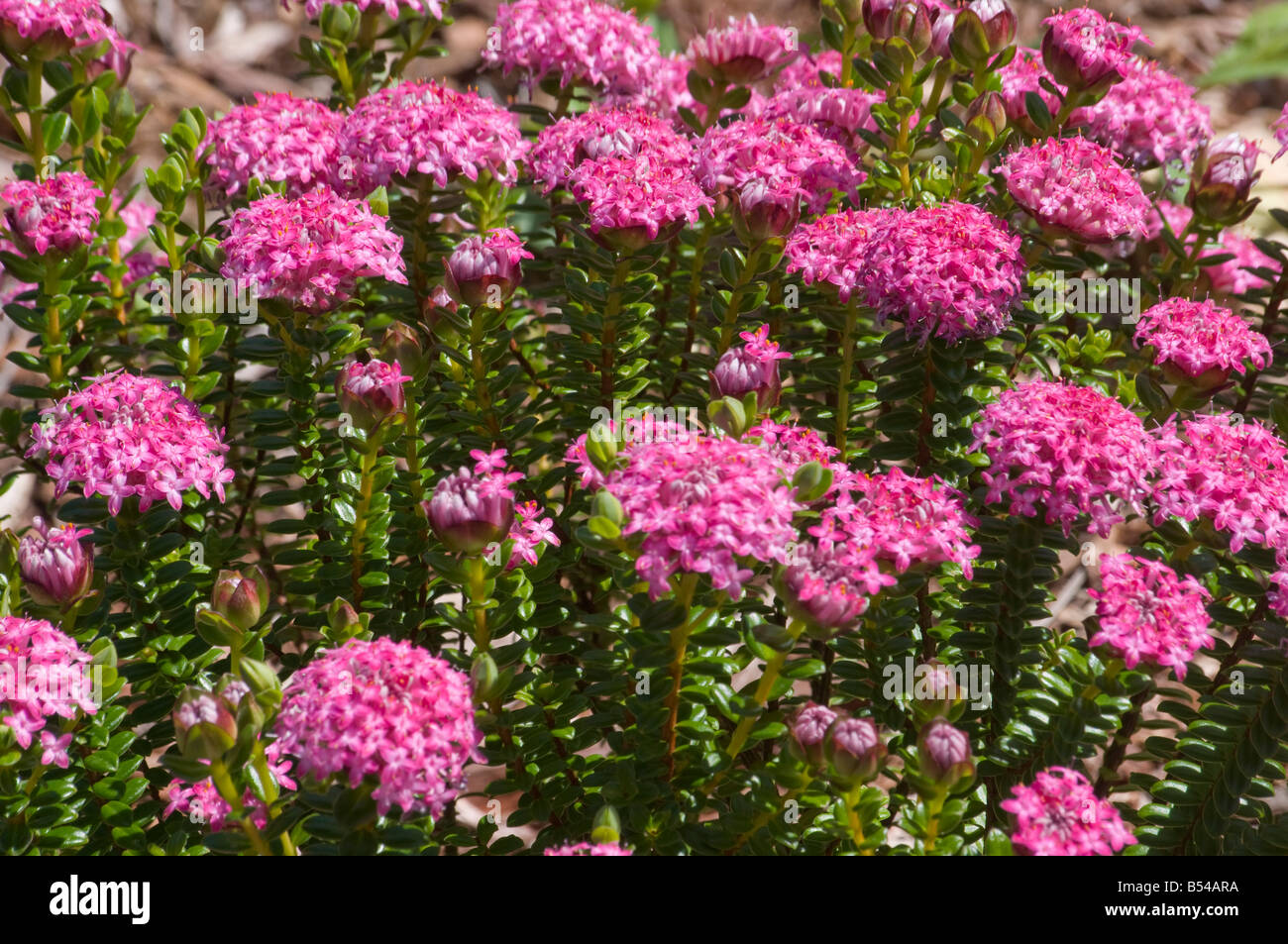 West Australian wildflower Pimelea ferruginea Stock Photo