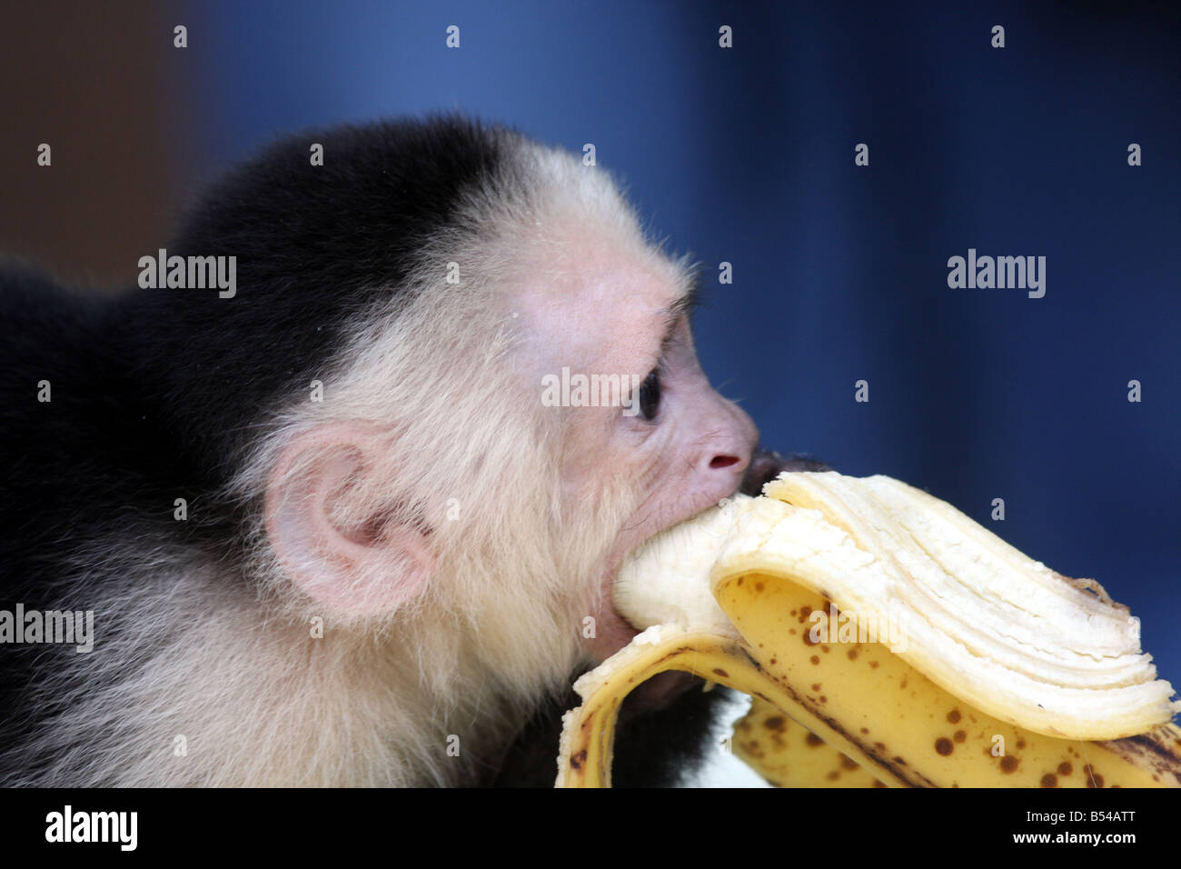 A little capuchinn monkey eating a banana at the DeYoung Family Zoo Michigan Stock Photo Alamy