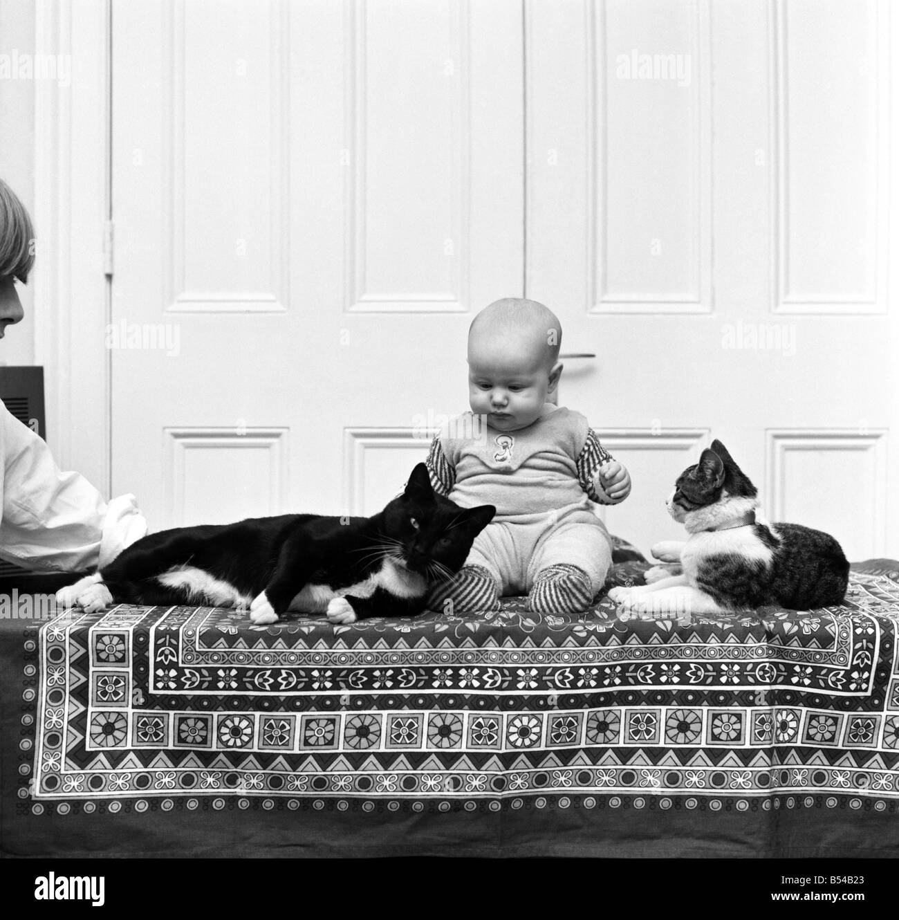 6 months old baby Misha with her two cats Noisy and Cecily Parsley at their home in Kensington. ;November 1969 ;Z10929-001 Stock Photo