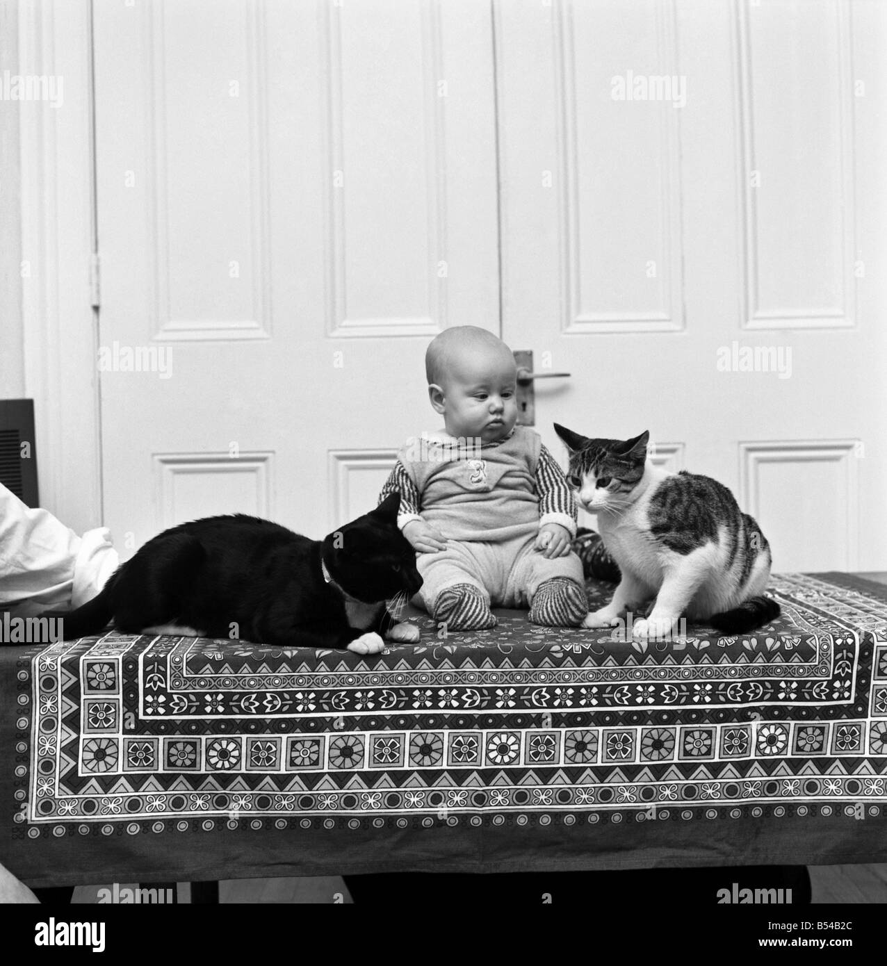 6 months old baby Misha with her two cats Noisy and Cecily Parsley at their home in Kensington. ;November 1969 ;Z10929 Stock Photo
