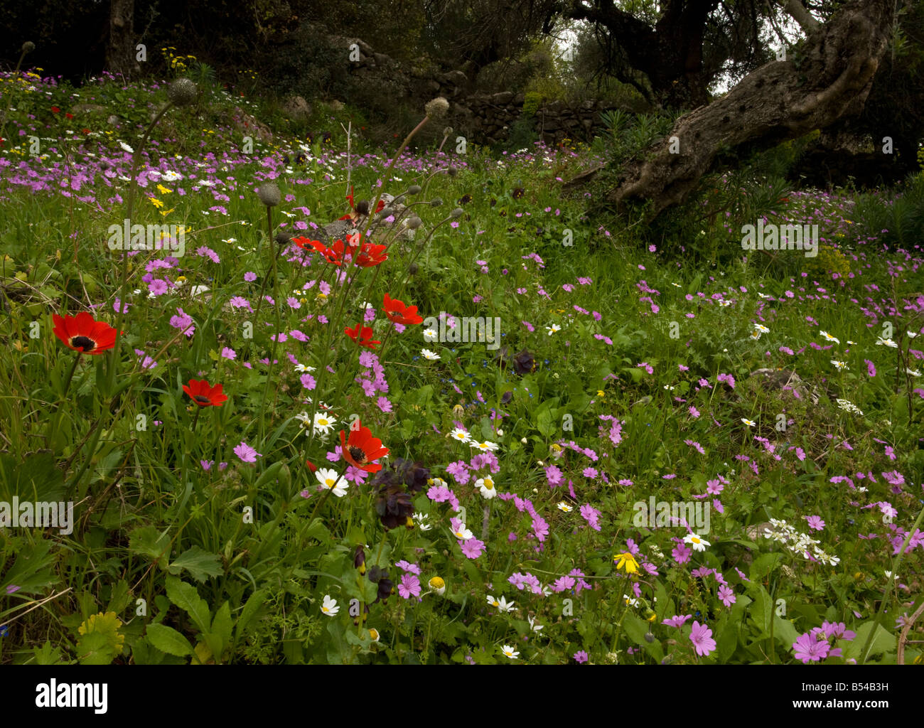 Beautiful flowery old olive groves in spring with Peacock Anemone cranesbill etc on the Mani Peninsula Peloponnese south Greece Stock Photo