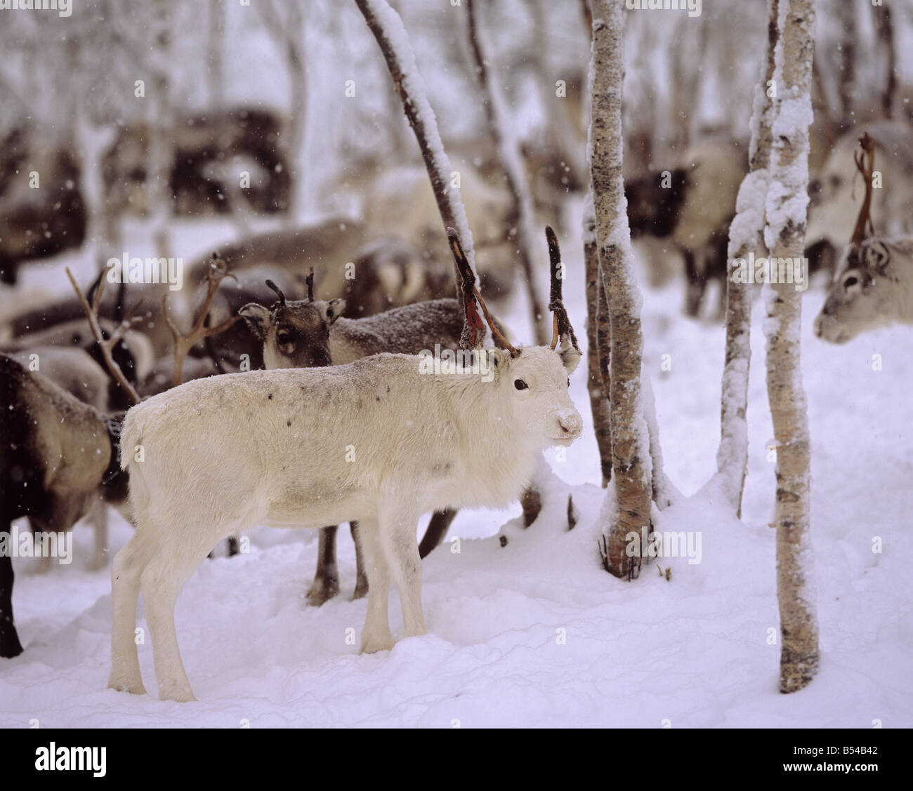 White reindeer hi-res stock photography and images - Alamy
