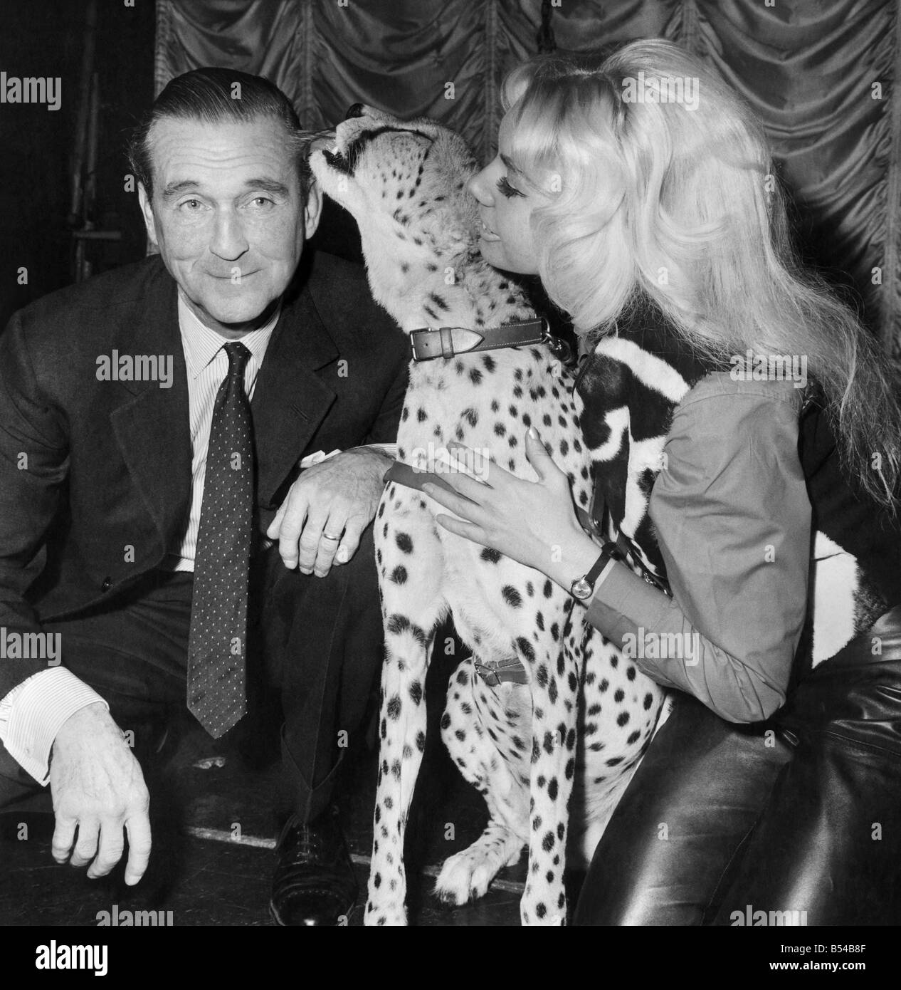 Lord Bath visited Ginni the cheetah who is in quaretine at the Raymond's Revuebar, Soho, to-day. When Ginni comes out of quarentine in two months Lord Bath has invited her to visit him at his home at Longleat, Wilts. Where he will have 50 lions roaming in the grounds of his 100 acre reserve. When Ginni goes she will be with her partner in her act Rita-Elan a 23 year old stripper from Australia. Ginni helps disrobe Rita-Elan during her act. Pictured making friends with Lord Bath, Ginni and Rita Elan. Taken at the Raymond Revuebar this morning. March 1966 P017148 Stock Photo