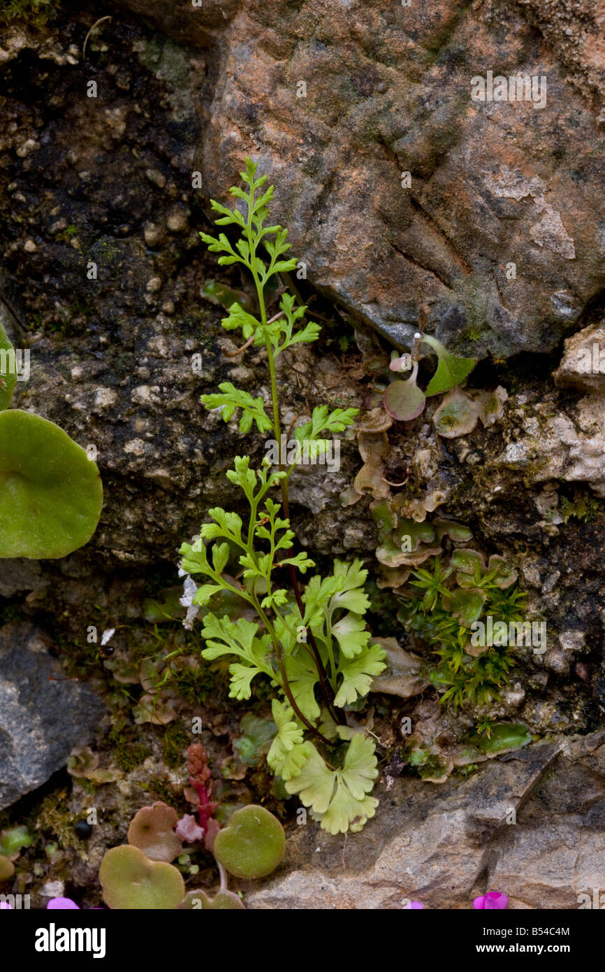 Jersey Fern Anogramma leptophylla growing on shady wall annual fern very rare in UK. Mani Greece Stock Photo