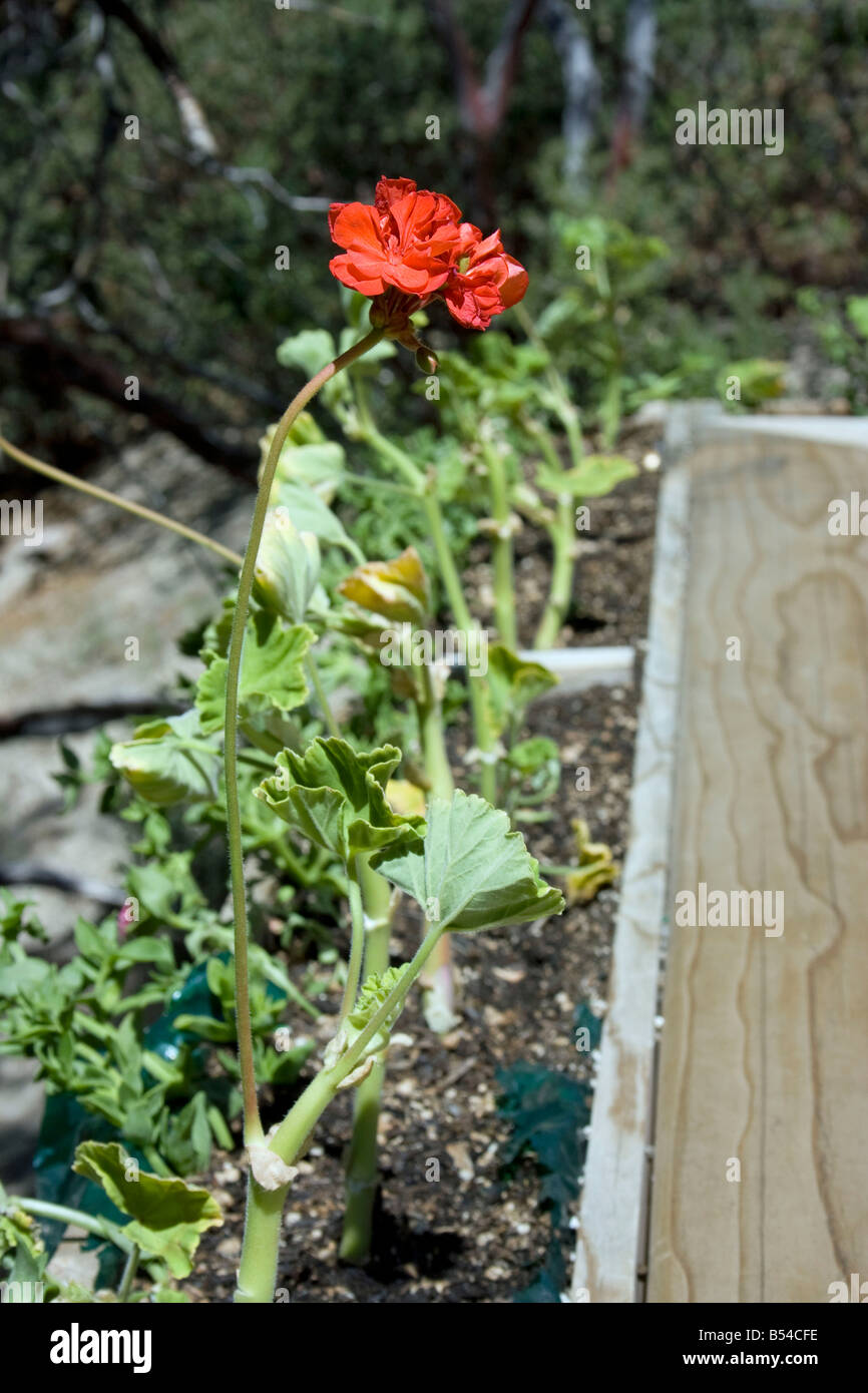 Flowers in planters. Geranium Geraniaceae, Red Apple Aizoaceae, and Pansies Violaceae Stock Photo