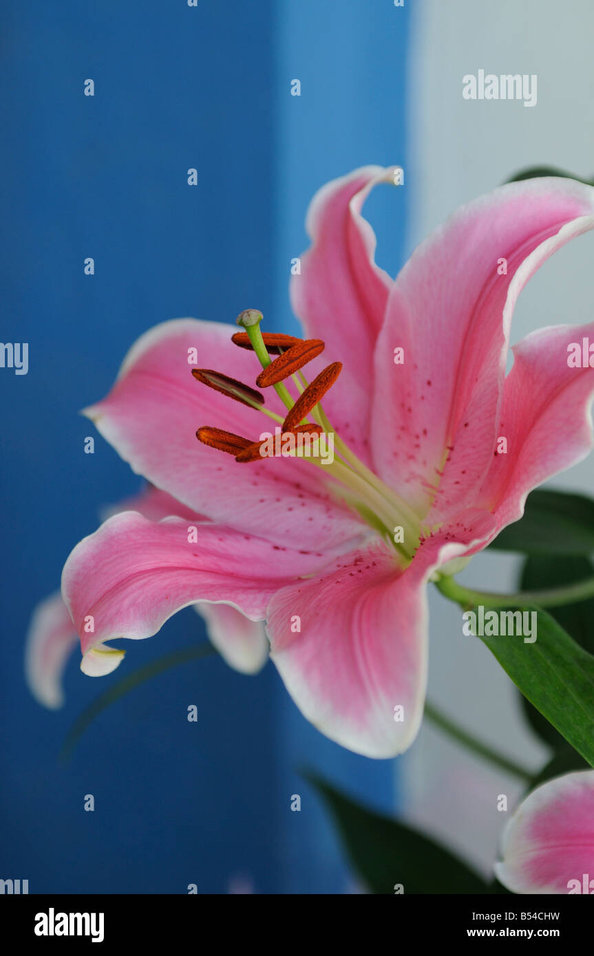 Pink Tiger Lily flower Stock Photo Alamy