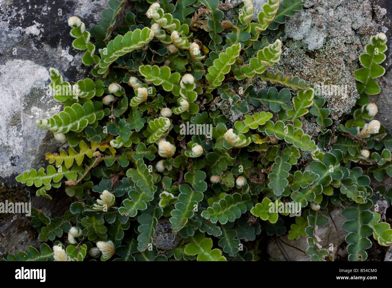 Rustyback fern Ceterach officinarum Grazalema Andalucia South west Spain Stock Photo