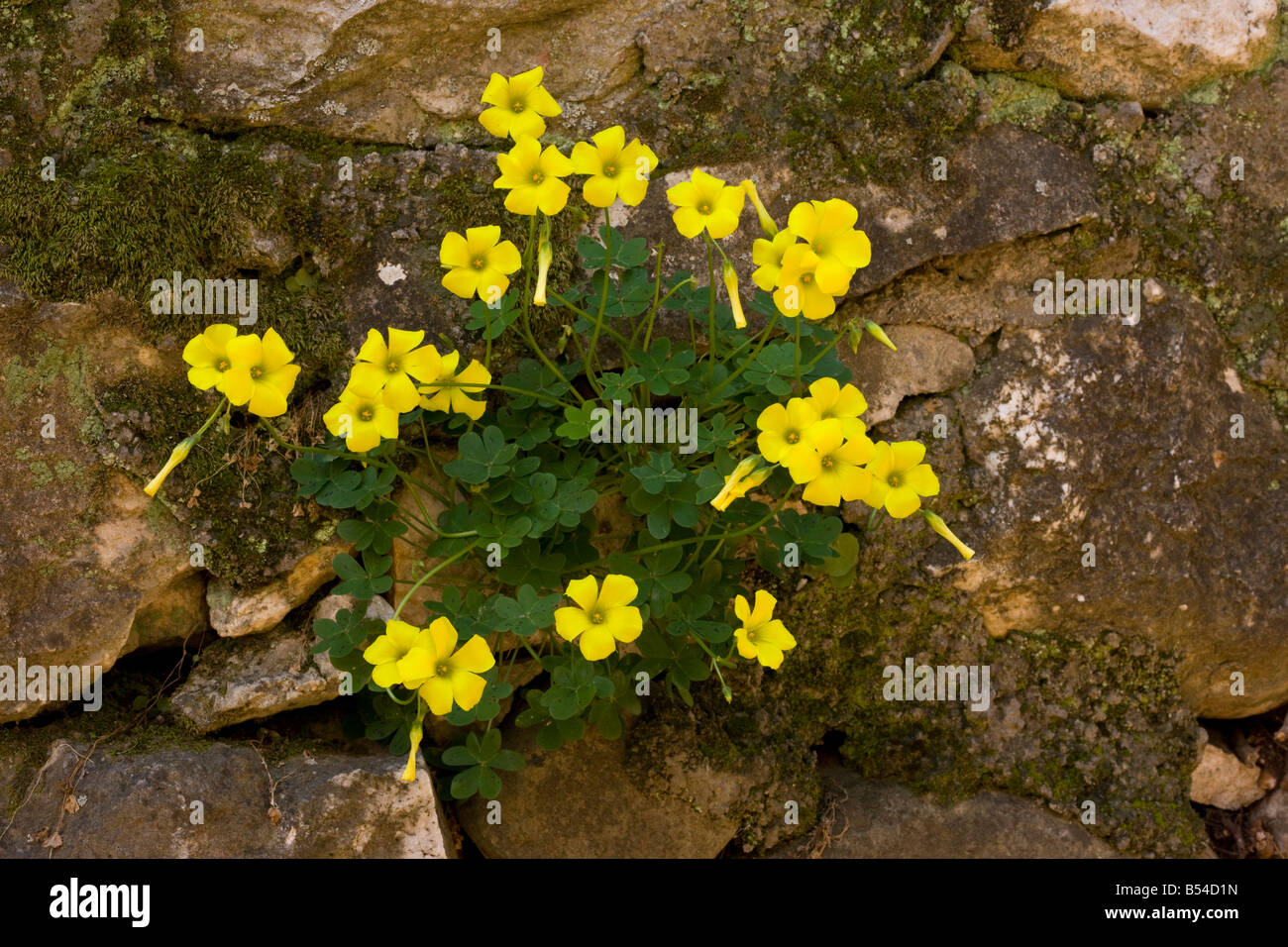 Bermuda Buttercup Oxalis pes caprae introduced from South Africa now widespread weed in Mediterranean area Mani Greece Stock Photo
