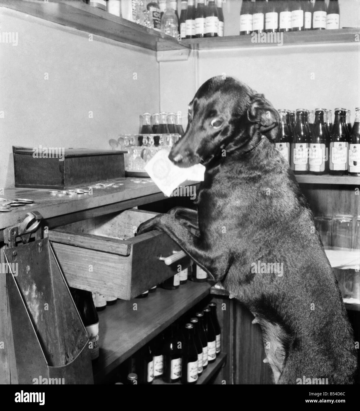 Dog Working behind Tite Bar. &#13;&#10;February 1953 &#13;&#10;D857-003 Stock Photo