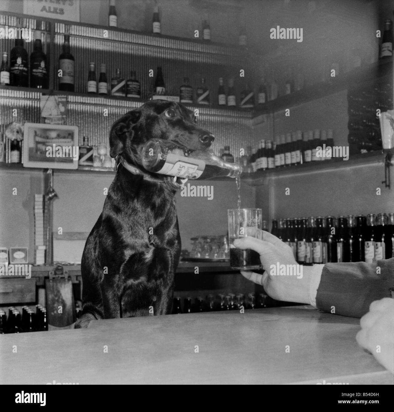 Dog Working behind Tite Bar, pouring a drink for customers&#13;&#10;February 1953 &#13;&#10;D857 Stock Photo