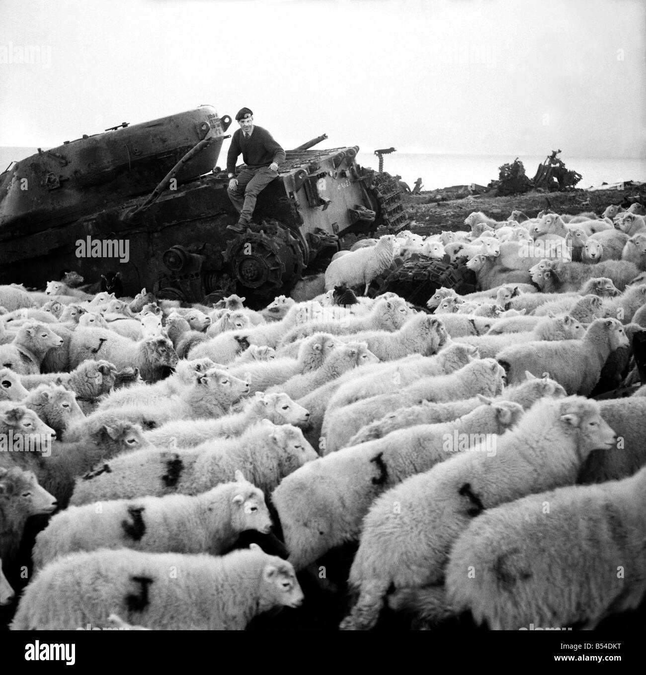 The Army threw open its 6,000 acre, tank range at Castle Martin, Pembs., for the North Pembrokeshire hillside farmers to graze their sheep. The sheep who came down from the cold' quickly sought the protection of the Conquerer target tank as a windshield and made 'shepherds' of Staff Sgt. Alan Healy, Trooper Bob Bartlett, and L/Cpl Lawrence Carter members of the 1st The Queens Dragoon Guards, R.A.C. who were making an inspection of the target tanks on the Castle Martin range. December 1969 Z11477-001 Stock Photo