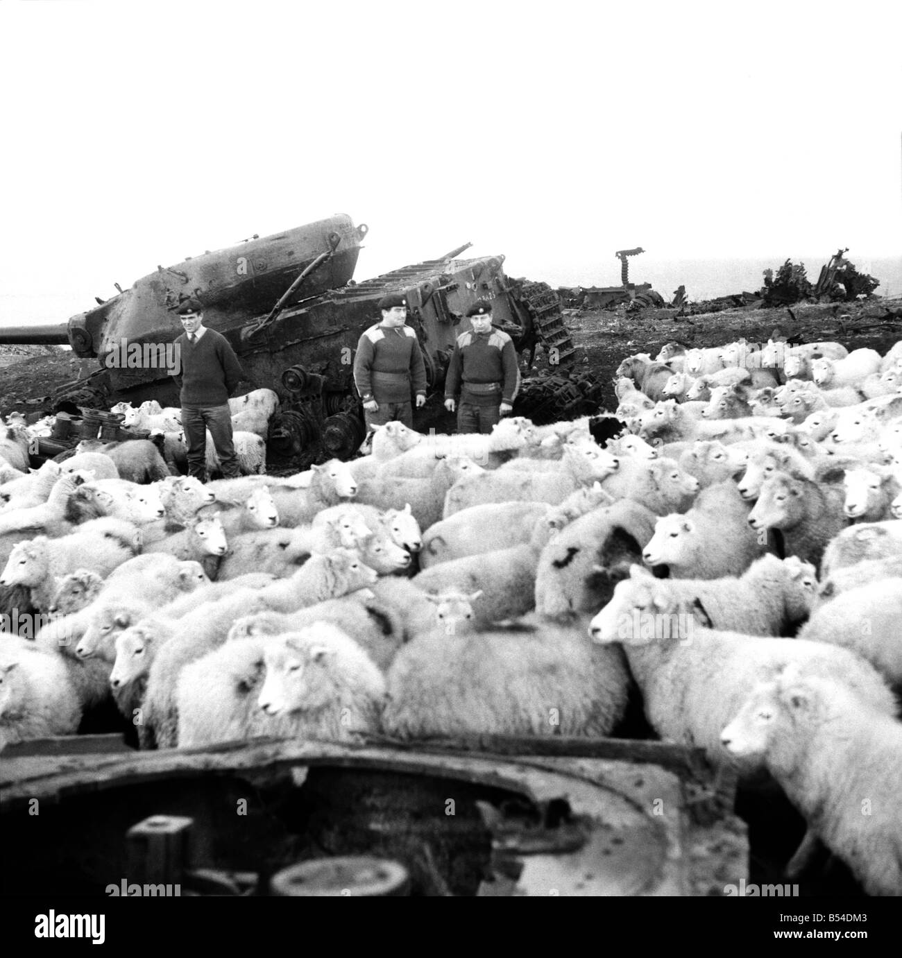 The Army threw open its 6,000 acre, tank range at Castle Martin, Pembs., for the North Pembrokeshire hillside farmers to graze their sheep. The sheep who came down from the cold' quickly sought the protection of the Conquerer target tank as a windshield and made 'shepherds' of Staff Sgt. Alan Healy, Trooper Bob Bartlett, and L/Cpl Lawrence Carter members of the 1st The Queens Dragoon Guards, R.A.C. who were making an inspection of the target tanks on the Castle Martin range. December 1969 Z11477-002 Stock Photo