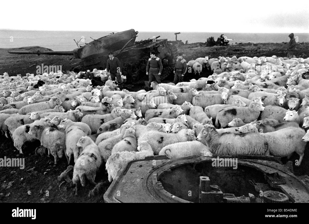 The Army threw open its 6,000 acre, tank range at Castle Martin, Pembs., for the North Pembrokeshire hillside farmers to graze their sheep. The sheep who came down from the cold' quickly sought the protection of the Conquerer target tank as a windshield and made 'shepherds' of Staff Sgt. Alan Healy, Trooper Bob Bartlett, and L/Cpl Lawrence Carter members of the 1st The Queens Dragoon Guards, R.A.C. who were making an inspection of the target tanks on the Castle Martin range. December 1969 Z11477-004 Stock Photo
