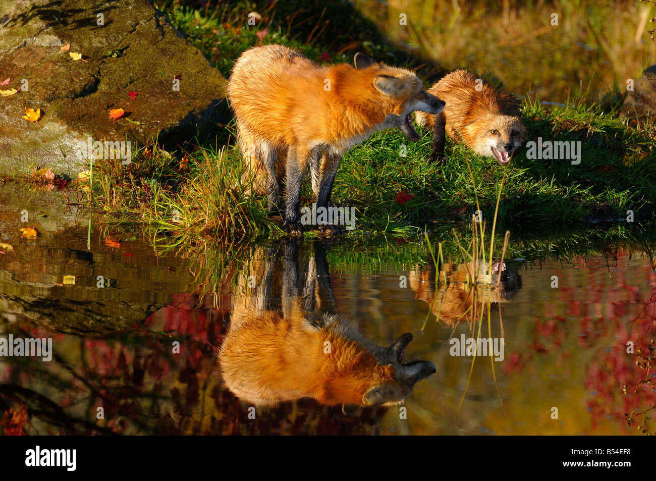 Mother Red Fox warning submissive young kit with a yelp by the waters edge in the Fall Vulpes Vulpes Minnesota USA Stock Photo