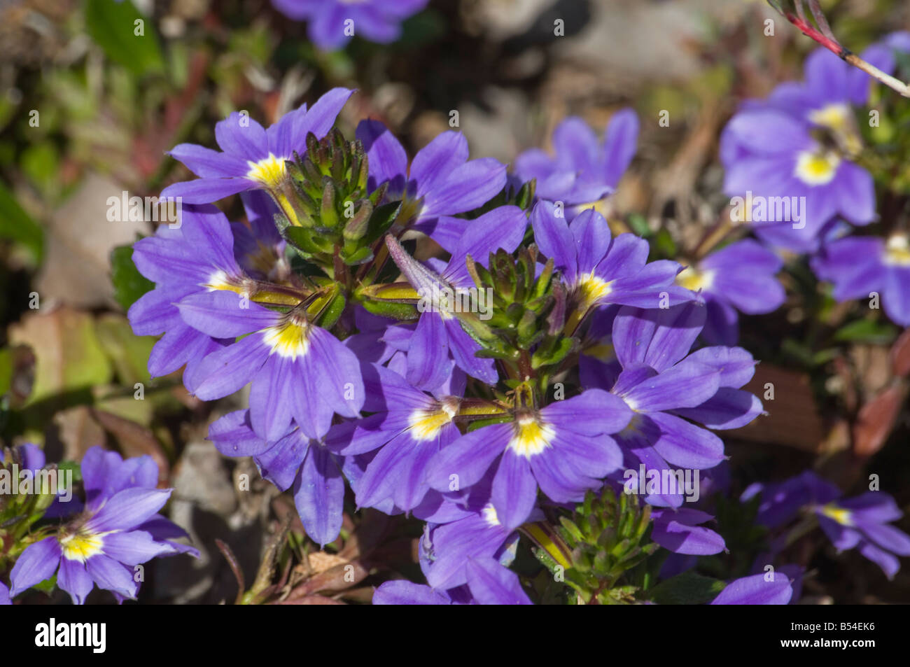 West Australian wildflower Scaerda Aemula Purple Fanfare Stock Photo