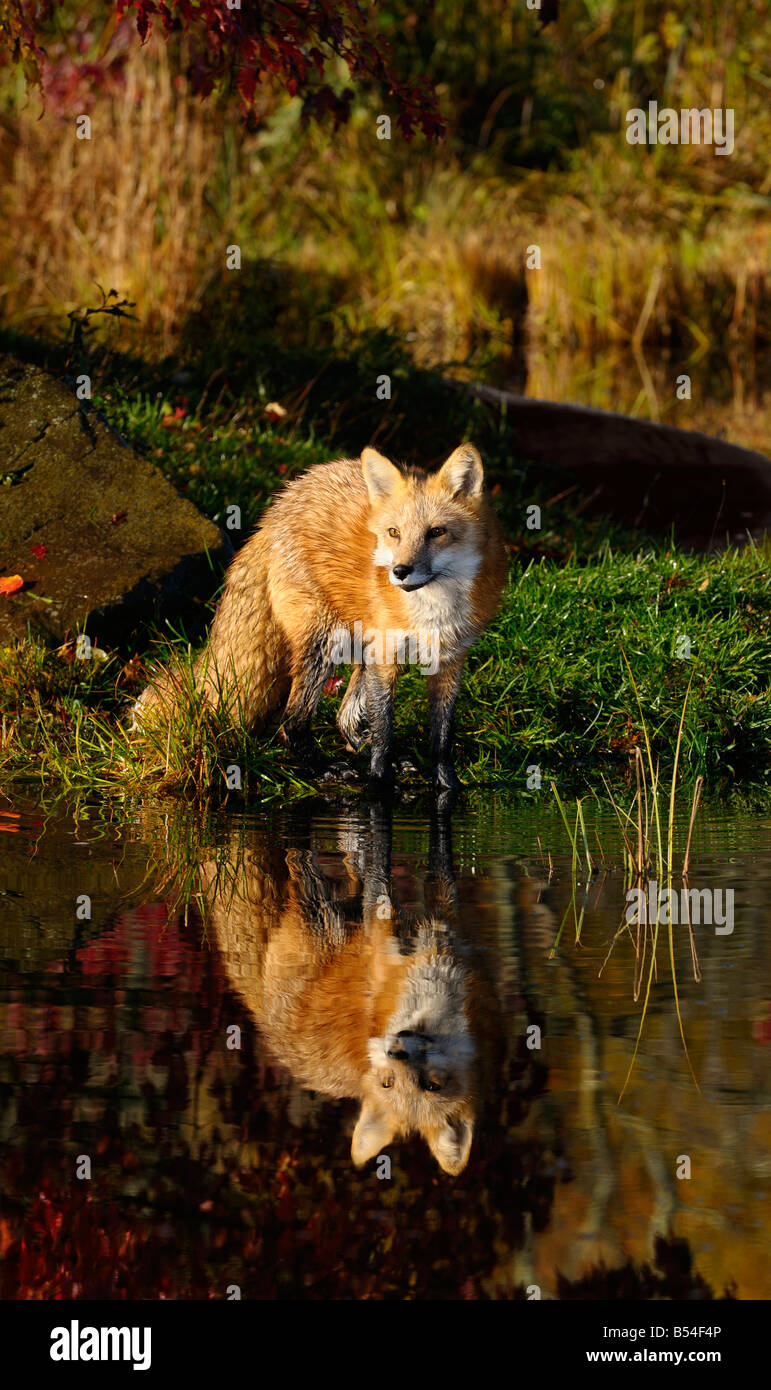 Single Red Fox looking up at the banks of a river with clear reflection on an Autumn morning Stock Photo