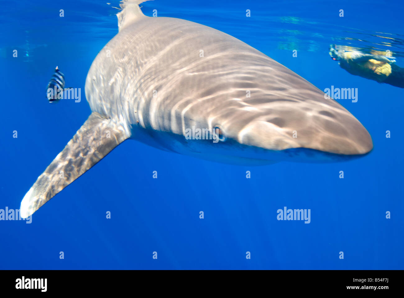 oceanic whitetip shark Carcharhinus longimanus Stock Photo