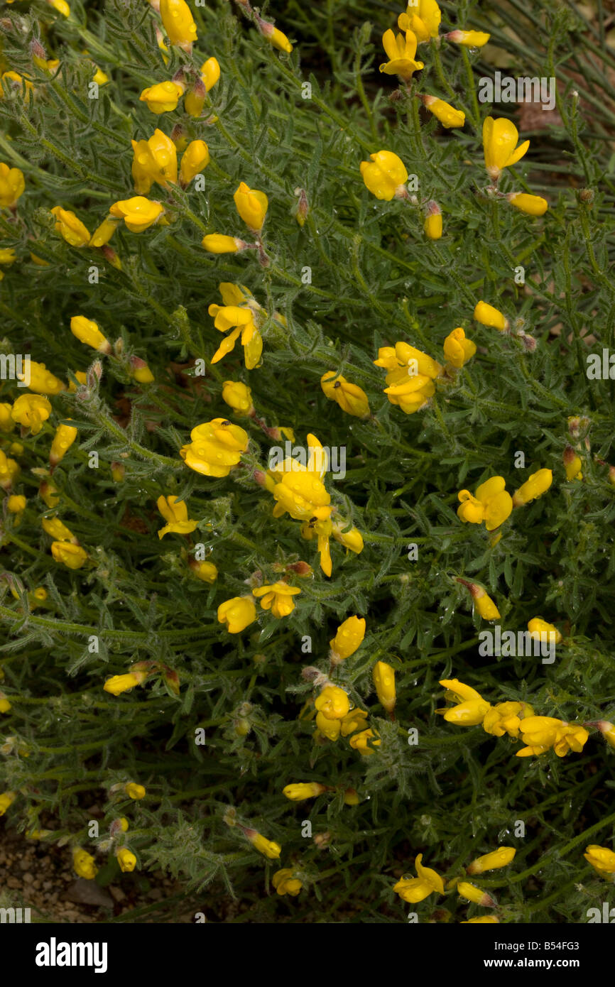 An endemic broom Cytisus fontanessi near Ronda Andalucia South west Spain Stock Photo