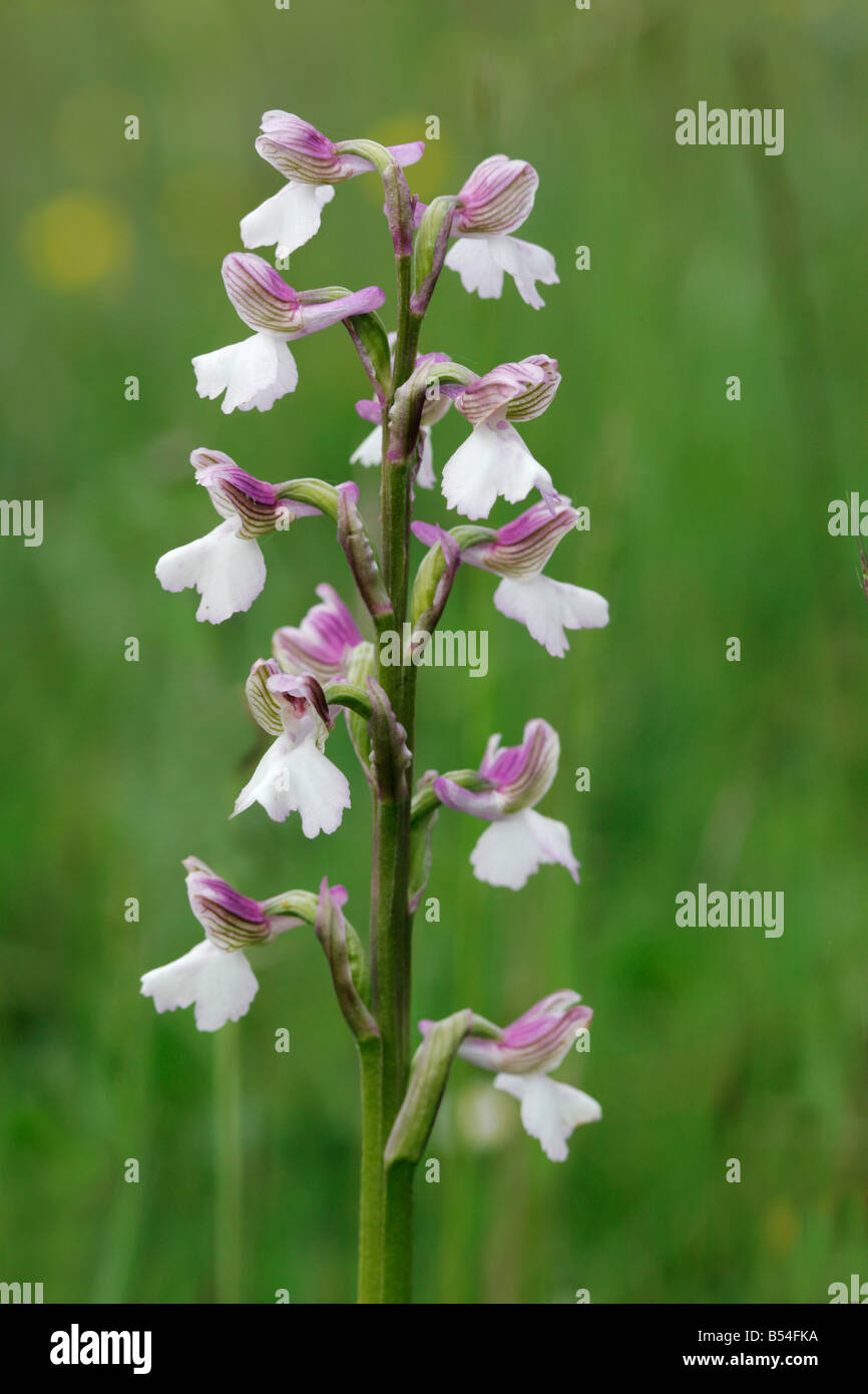 Green Winged Orchid Orchis morio flower spike with white spurs Stock Photo