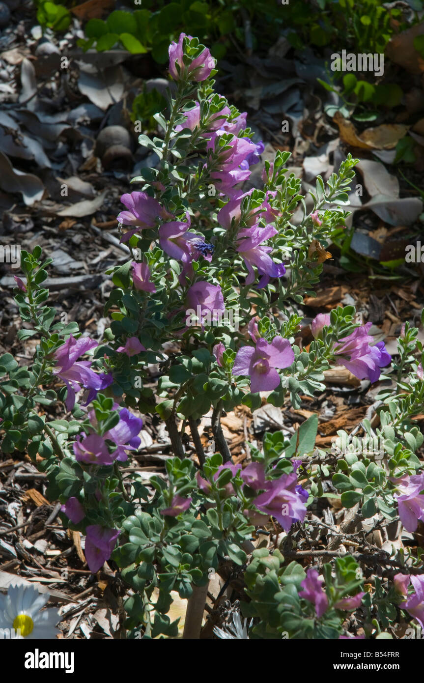 West Australian wildflower Eremophila cuneifolia Stock Photo