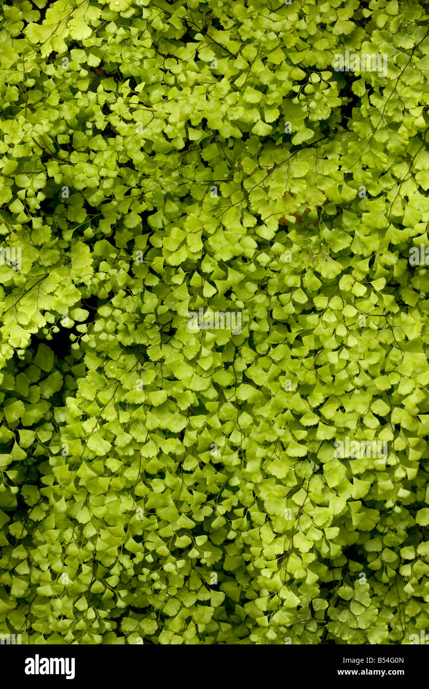 Maidenhair Fern (Adiantum capillus-veneris) growing by a spring, full frame, Andalucia, Spain Stock Photo