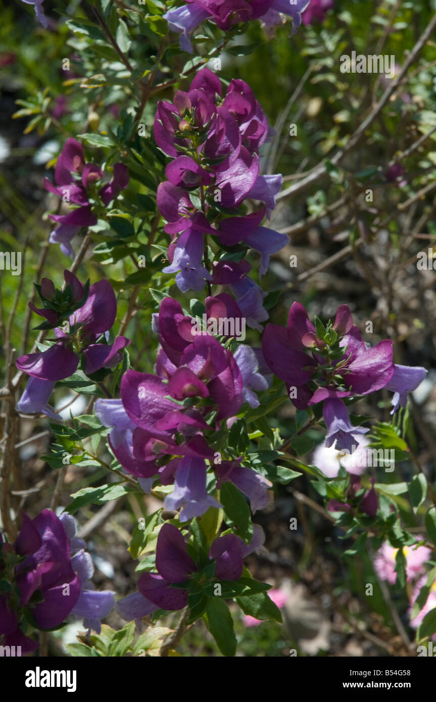 West Australian wildflower Eremophila cuneifolia Stock Photo