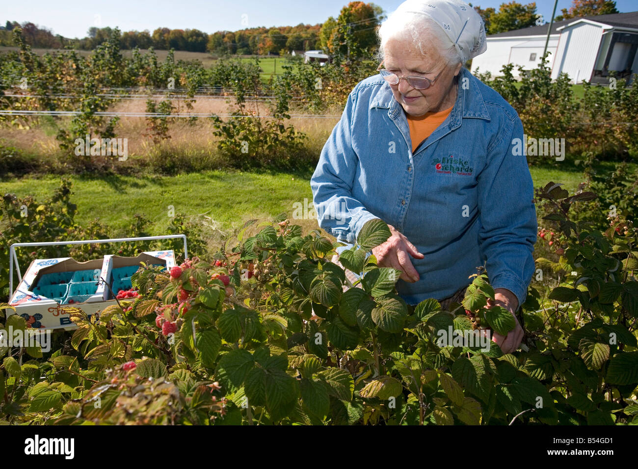 77-Year-Old Woman Picks Raspberries on Farm Stock Photo - Alamy