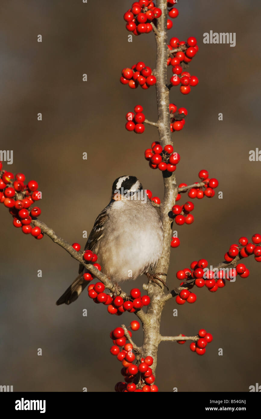 White-crowned Sparrow Zonotrichia leucophrys adult perched on Possum Haw Holly Ilex decidua berries Hill Country Texas USA Stock Photo