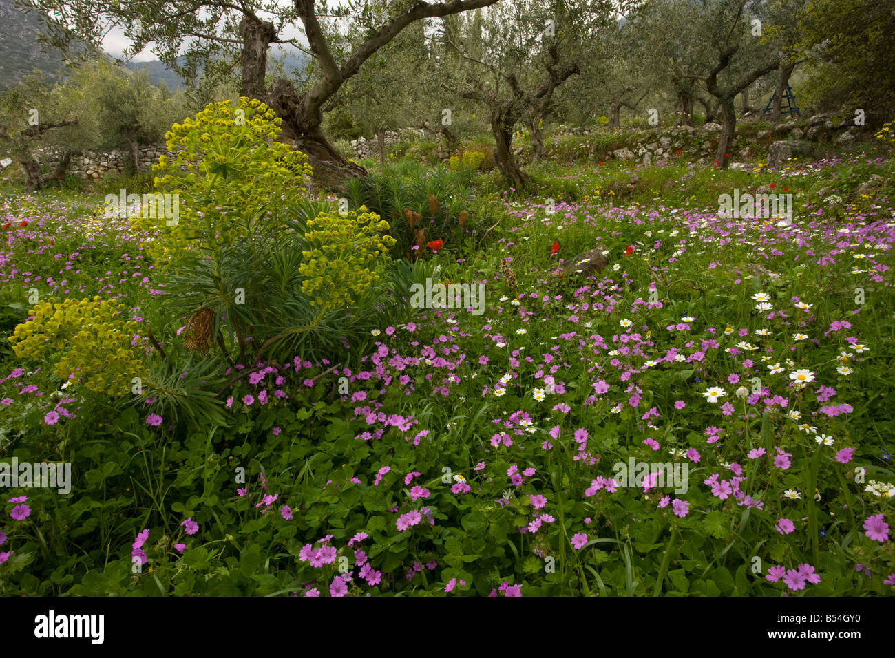 Spurge Olive High Resolution Stock Photography and Images - Alamy